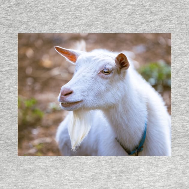 Old Bearded Goat Portrait by mcdonojj